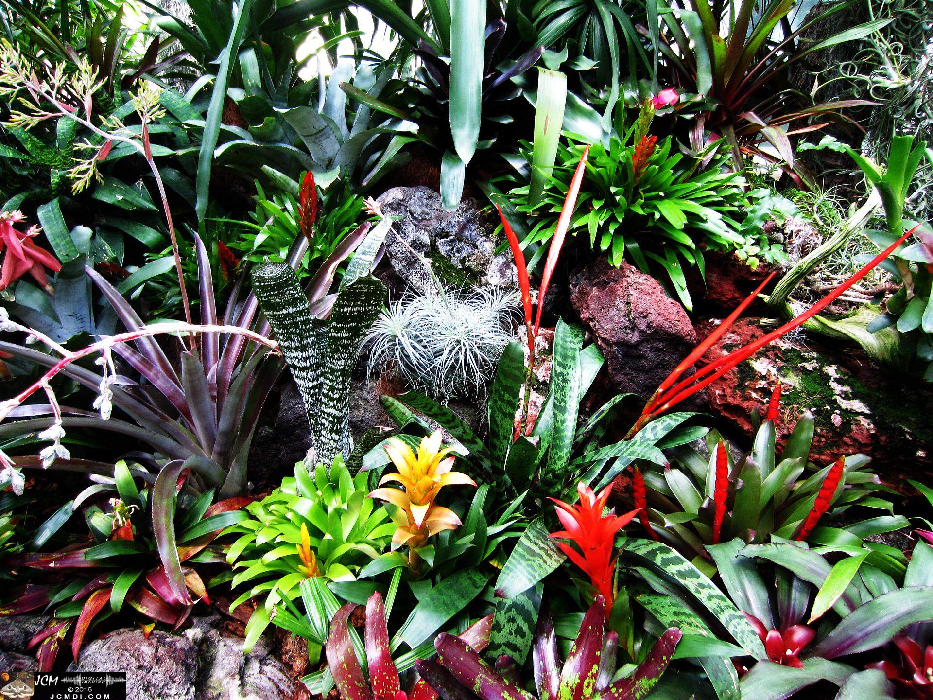 Como Zoo conservatory, MN cactus flowers